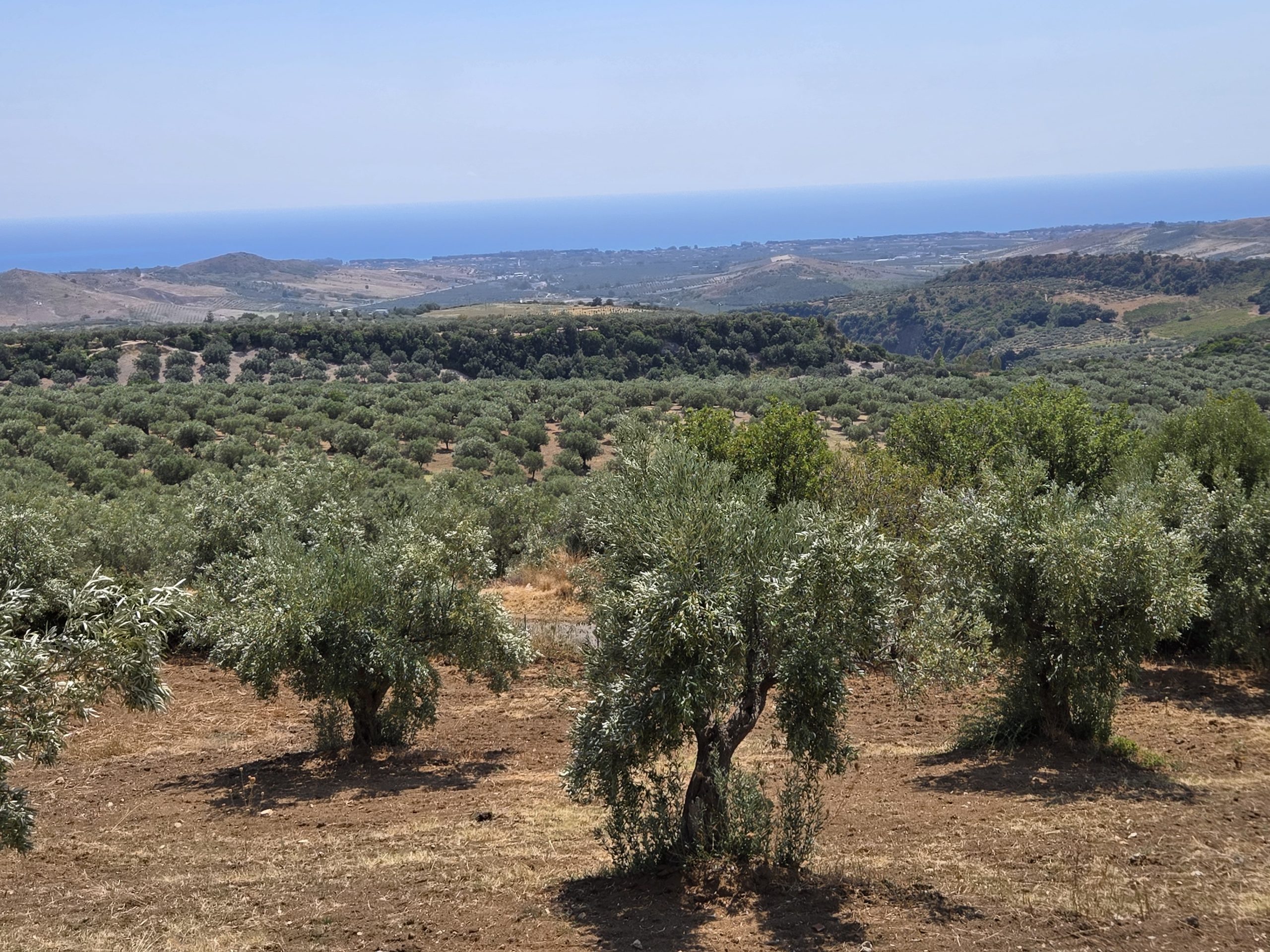 Champs d'oliviers italie