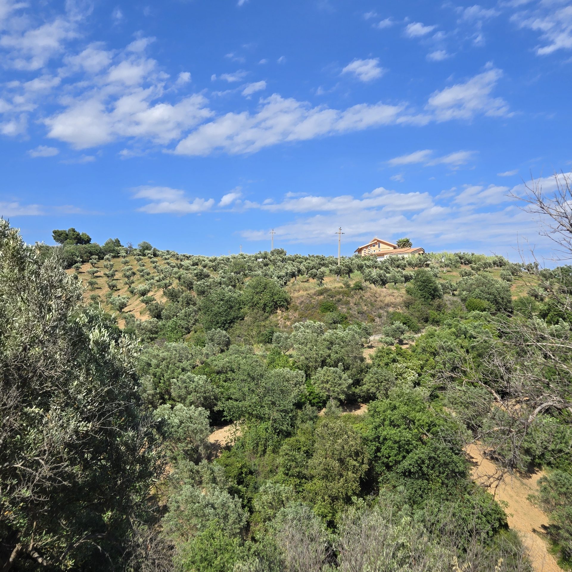 maison au dessus d'une oliveraie